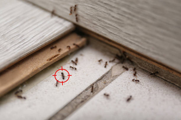 Best Ant Control Services  in Chester Heights, PA