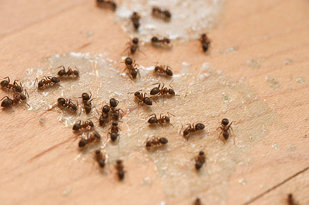 Best Pest Prevention Services  in Chester Heights, PA